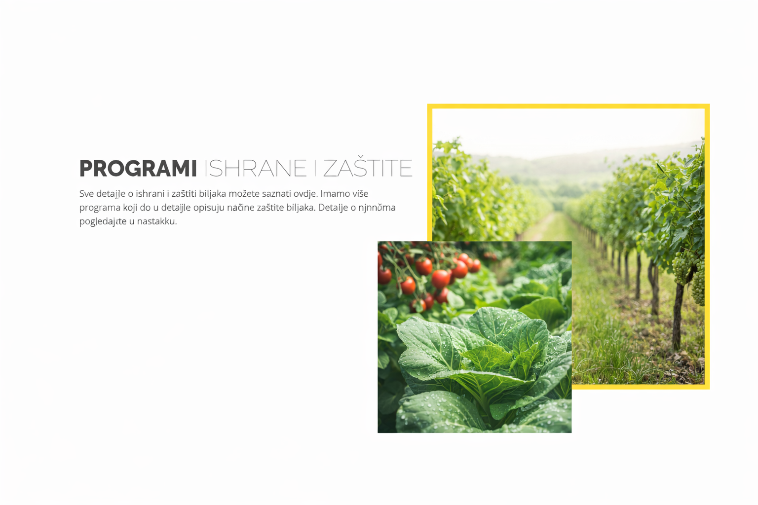 Vinograd i povrće u organskoj proizvodnji – programi ishrane i zaštite biljaka